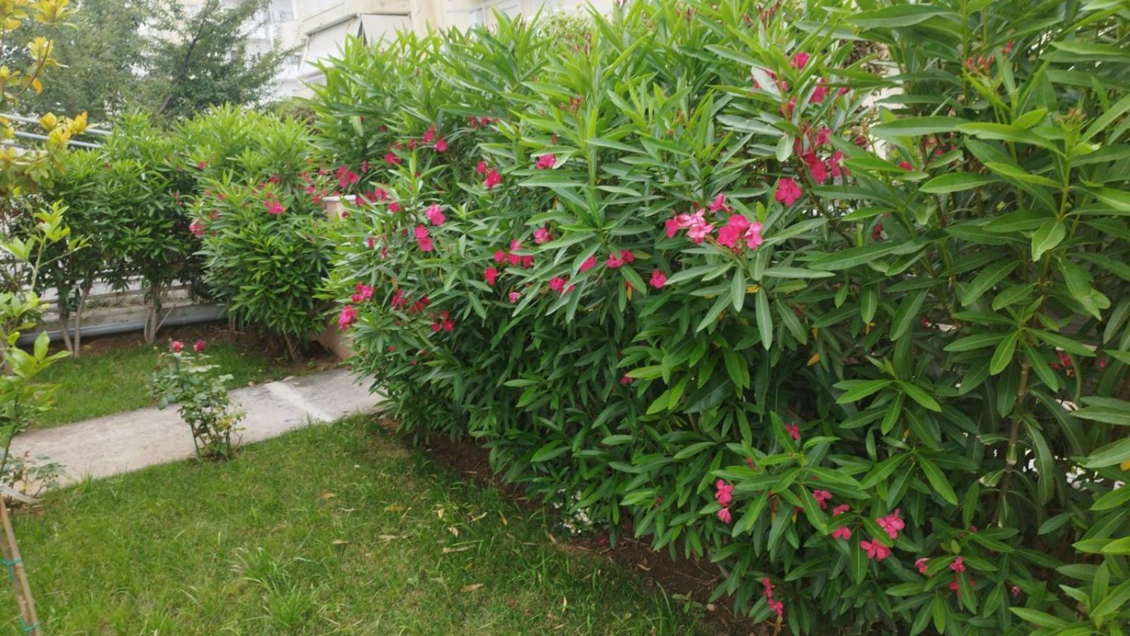 Renovated Apartment With Garden And Parking Space Peraía 외부 사진